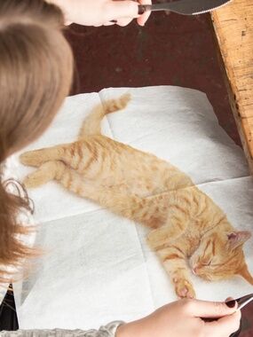 Cat Napkins
